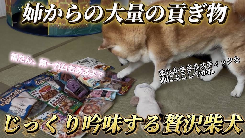 柴犬くん☆骨 YouTube