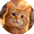 16vYzatN1Bs-channel-avatar-Happy Whiskers