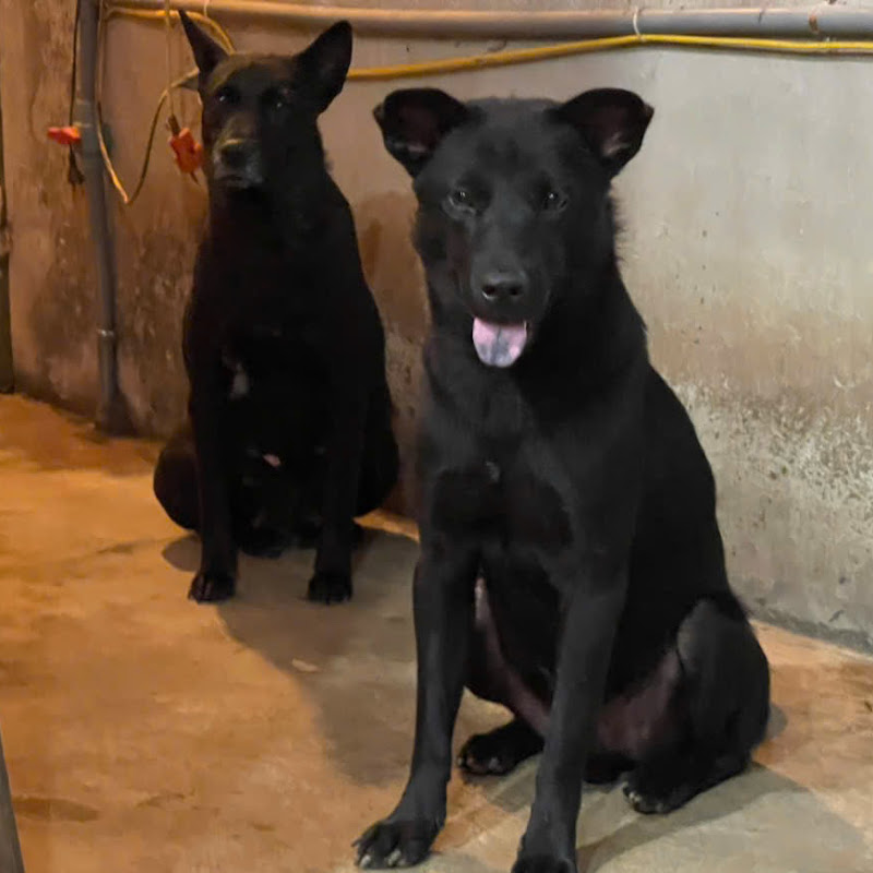 Bé Mic Bé Vàng - Chú Chó Sạt Lở Vùi Lấp