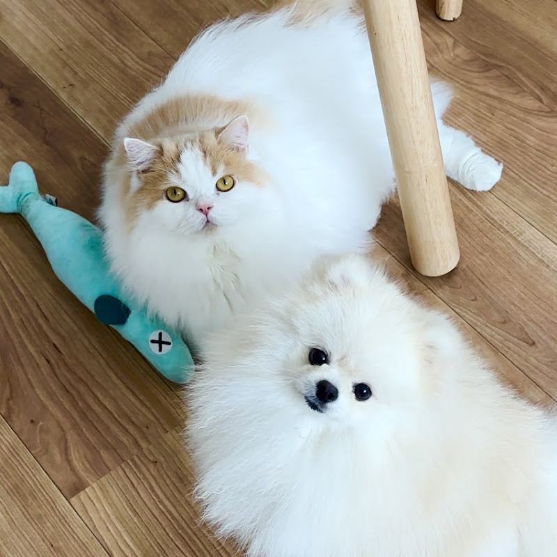 猫のレモンと犬のポテチちゃんねるのサムネイル