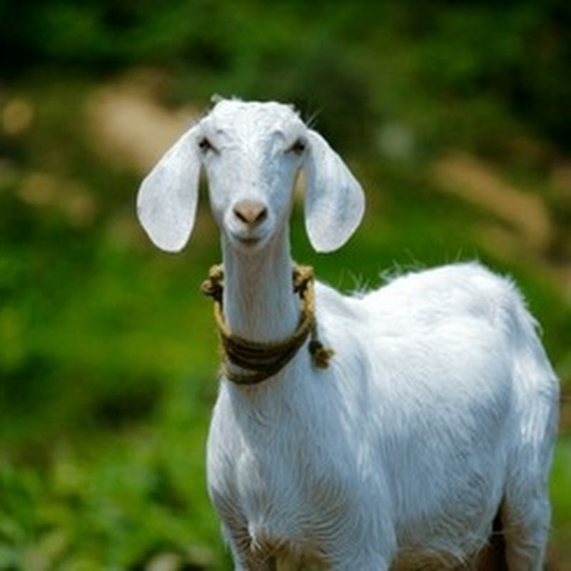 The cats hated the puppy!😥 #shorts #story