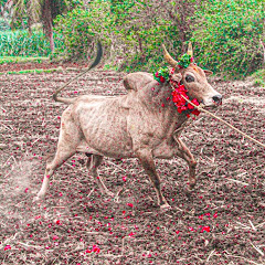 😈Agaram jallikattu peravai🔥