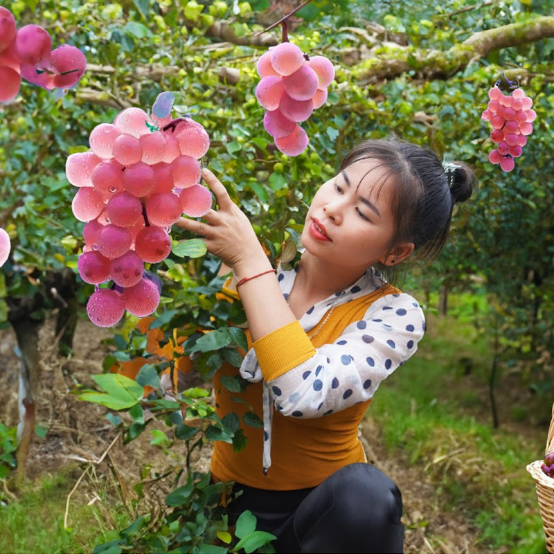 Tiểu Ca Daily Life