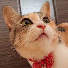 てんころげーむず