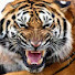 RCFeyKBybog-channel-avatar-Tiger Dusty - Lawn Care and Property Maintenance