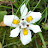 @WildFlower-5A2Z
