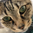 6DZ9WvAShO8-channel-avatar-とうとう保護猫、今4匹よ and Rescue Cat Café Neko no Mori