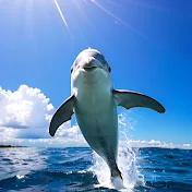 scp🐬 1億