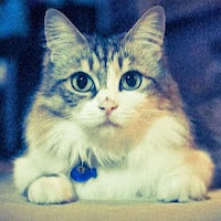 tabby2003 profile image