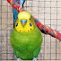 -25o1fm868o-channel-avatar-Beel Pet Budgie Sounds 