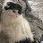 @Dandi_lion_