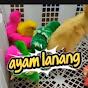 ayam lanang