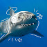 l0JBHJg51so-channel-avatar-CosmicShark 