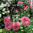 Pino-nino  Gardenバラと四季の花々、ときどき保護猫3兄妹