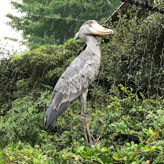 ハシビロコウ