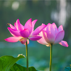 Cảnh Giác