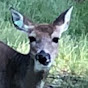 Wild_deer