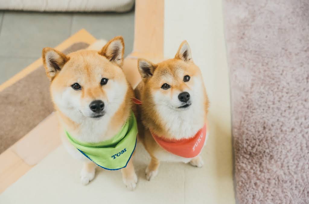 とむくん Shiba Inu Fuku & Tom - YouTube