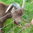 @aller-the-goat