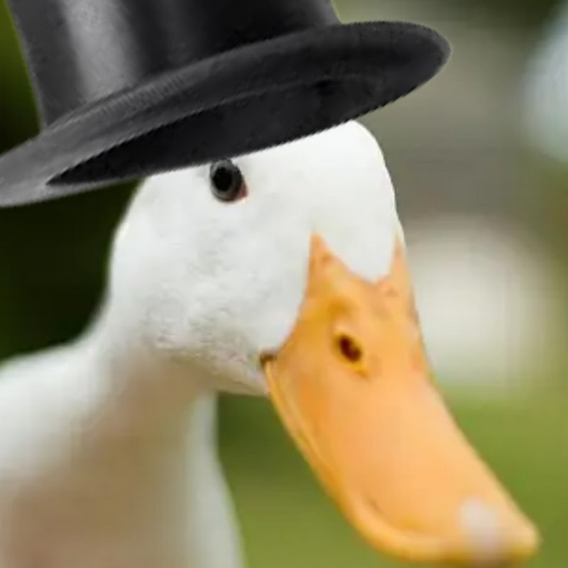 Ducks with hats 