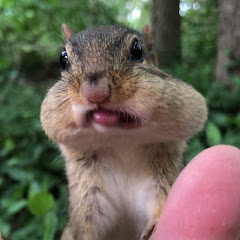 Channel thumbnail for Chipmunks of TikTok
