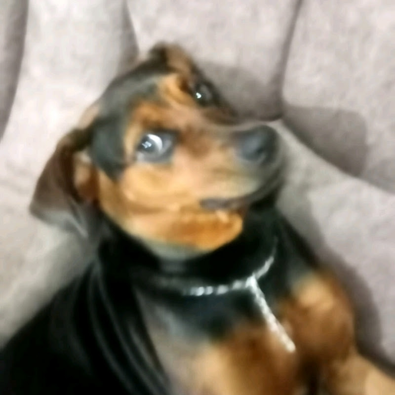 Hire Tommy cute dog  — Animal Rescue & Adoption YouTube creator for sponsorships