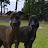 Italian Greyhound Goma&Hana