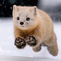 ·ゆめかわ·