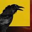 hvzVyoWXXbs-channel-avatar-Jeezum Crow