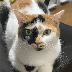 ねこざんまい