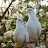 Animalius Hellenic Pigeon