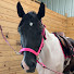 w4lnyMbG3tw-channel-avatar-Zoe equus