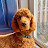 Phoebe the Standard Poodle