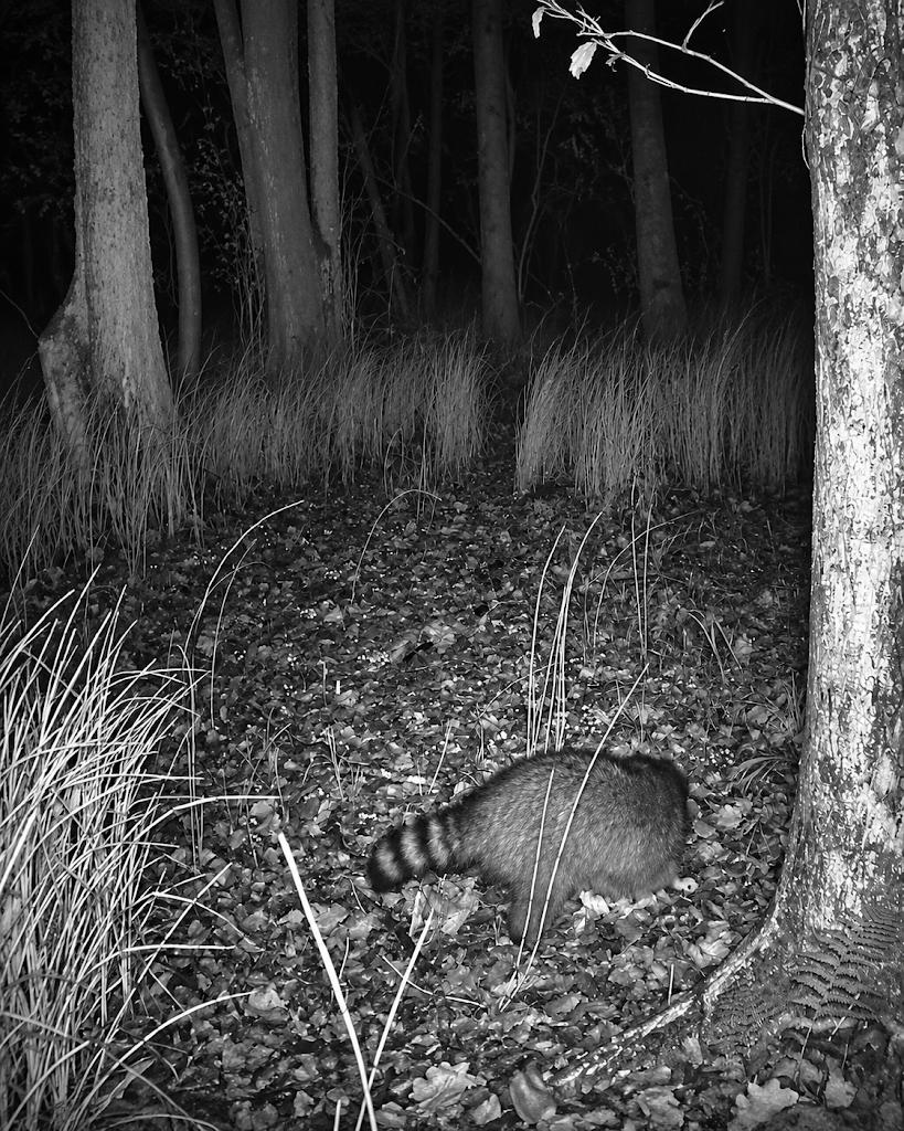 Community-Beitragsbild von Hidden Hours Wildlife zur Ankündigung längerer Wildkamera-Videos