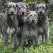 Wolvebrigg Irish Wolfhounds