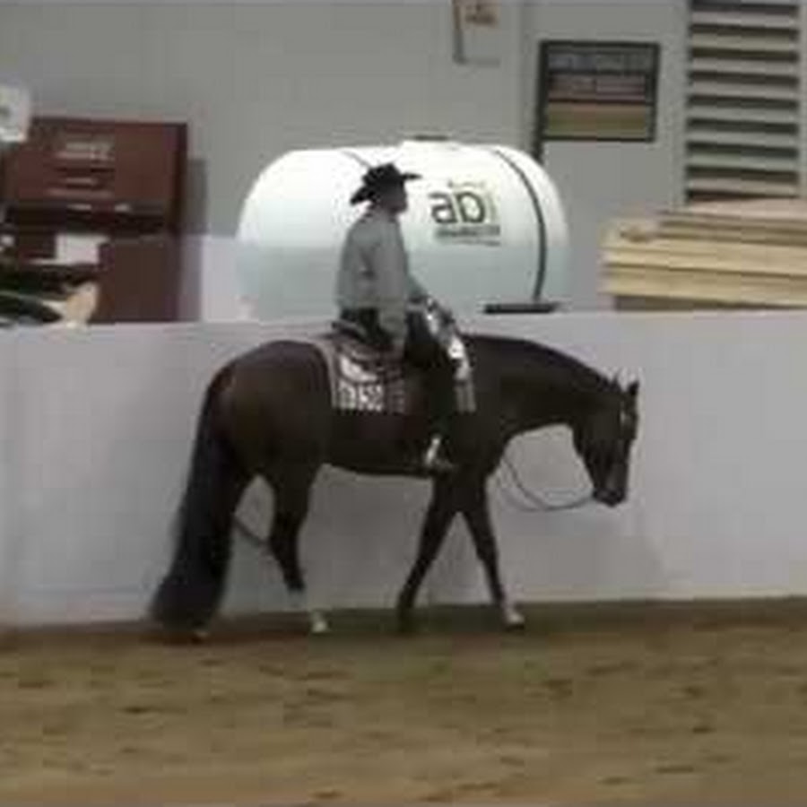 American Quarter Horse Topic YouTube