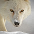 Ca8SC1DBcyU-channel-avatar-SnowflakeTheTherian