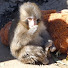 jxDgptTIBe0-channel-avatar-Animals of Japan