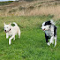 8jk5wZ9cEKc-channel-avatar-Adventure on 7 paws