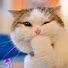 xu_igo4G_lQ-channel-avatar-lovecatsforever 