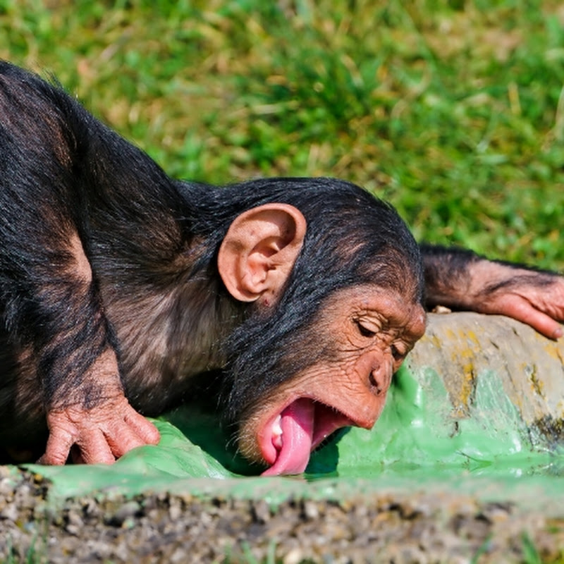Chimpanzee Codes 