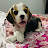 Bella_thebeagle