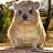 @TheSavannaHyrax