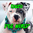 KENZO BAINE: POCKET AMERICAN BULLY