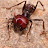 Ant Nogerden