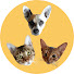 gFxtLCOYiQA-channel-avatar-The Chaos Critters