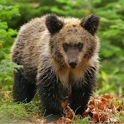 知床Animal-Channel