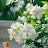 @wafaash