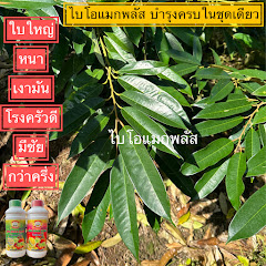 คู่มือ การดูแลทุเรียน โดย ไบโอแมกพลัส