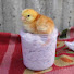 imbXDZLXo0A-channel-avatar-Pets Life TV